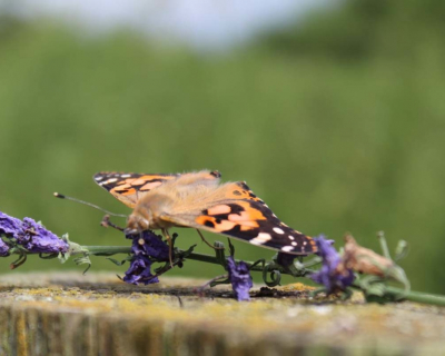 our-butterflies