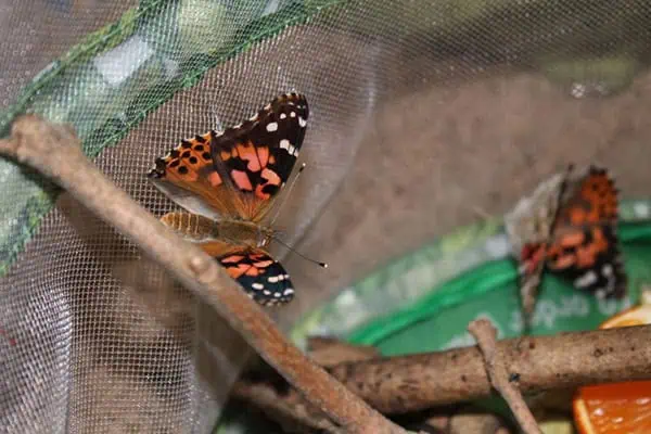 Learning about butterflies